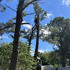 Pine-Tree-Removals-in-Oxford-MD 5